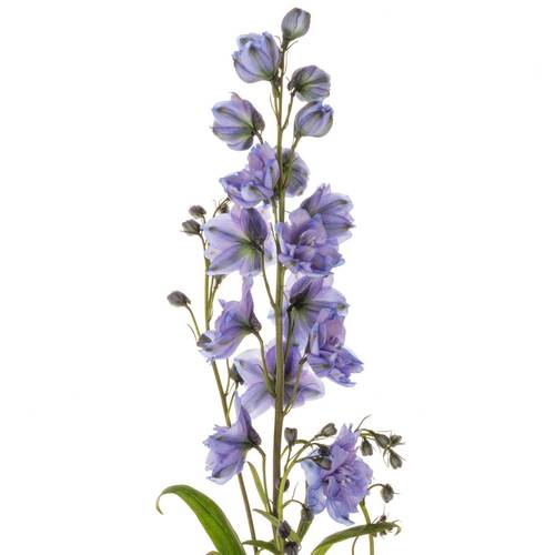 Delphinium blau Blue Power 50cm