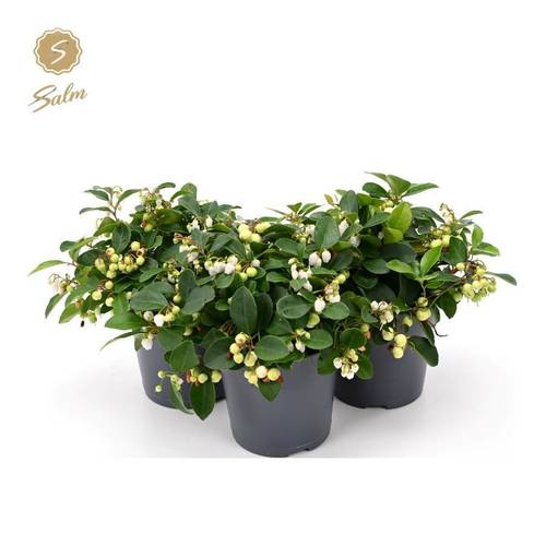 Gaultheria creme/weiss Proc. Ciao Bella T12 H025