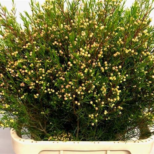 Wachsflower rot Bear Umbrella 80 Gramm 80cm