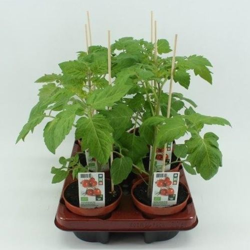 Bio Flaschentomate Mini T12 H40