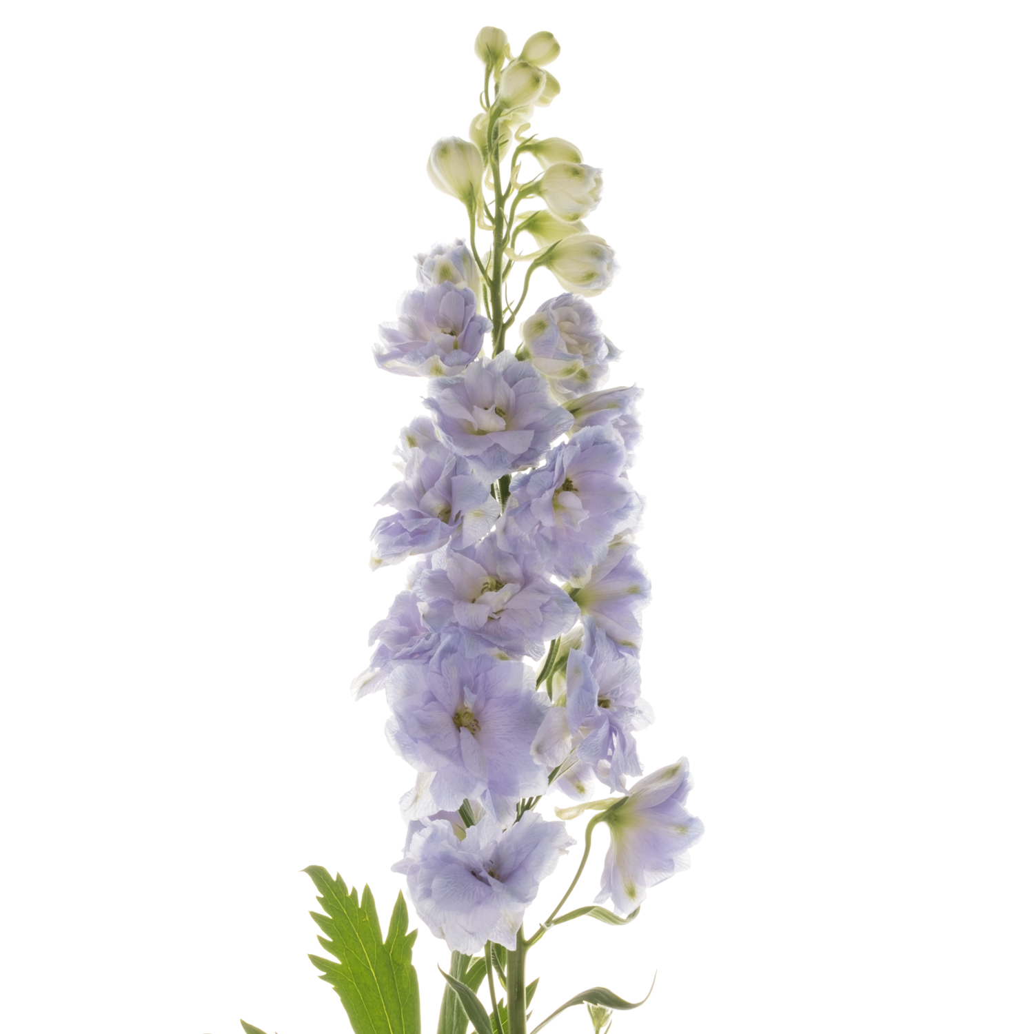 Delphinium milka Lavander 60cm