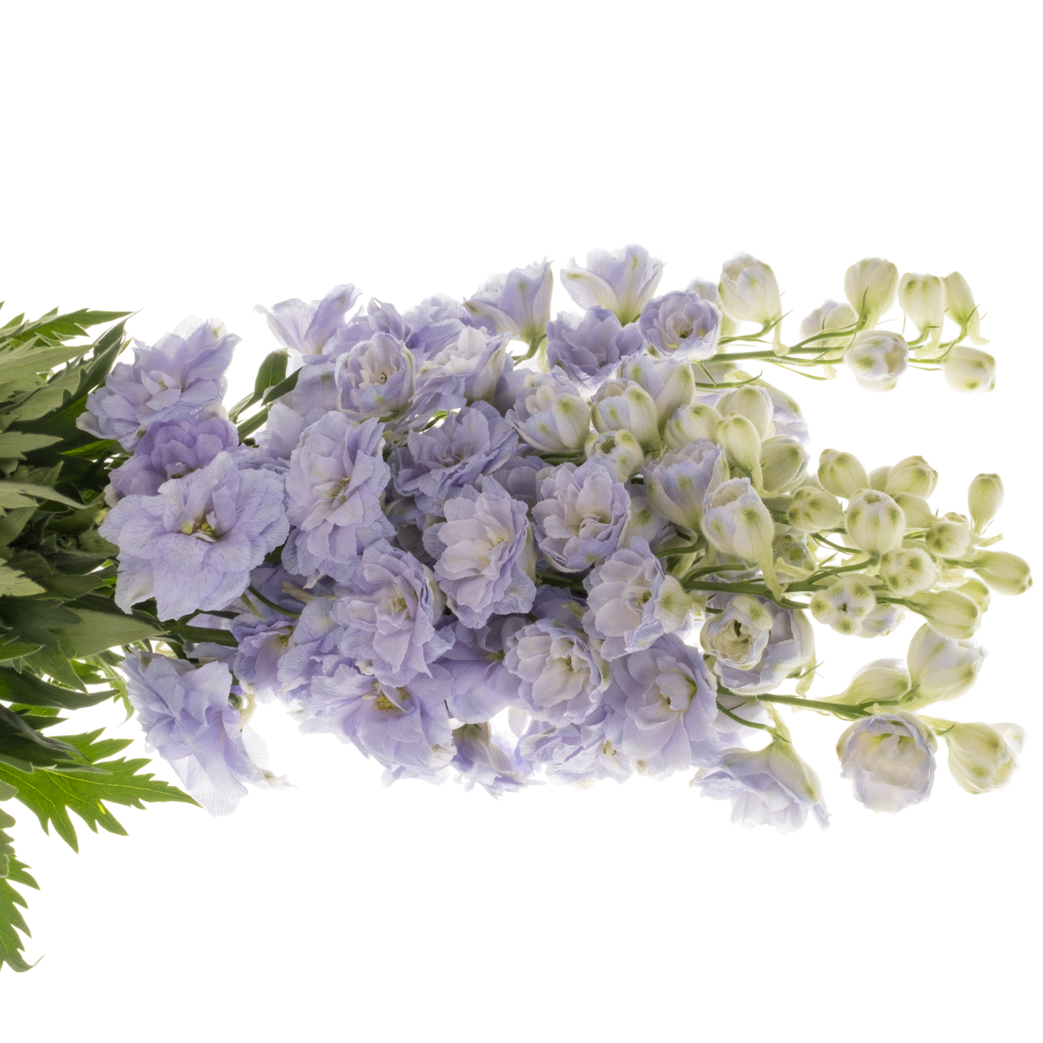 Delphinium milka Lavander 60cm
