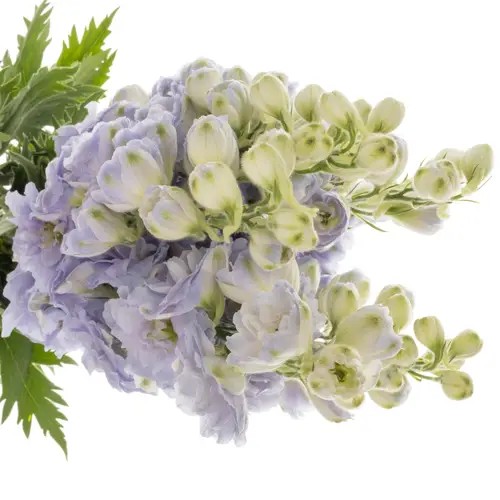 Delphinium milka Lavander 60cm