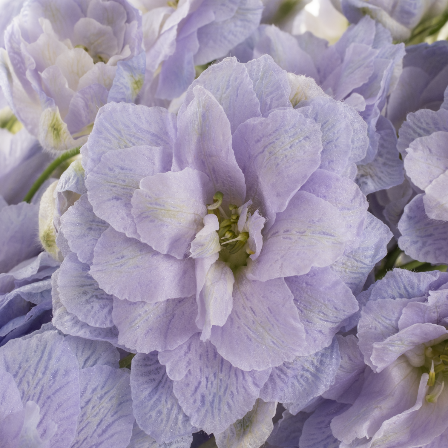 Delphinium milka Lavander 60cm