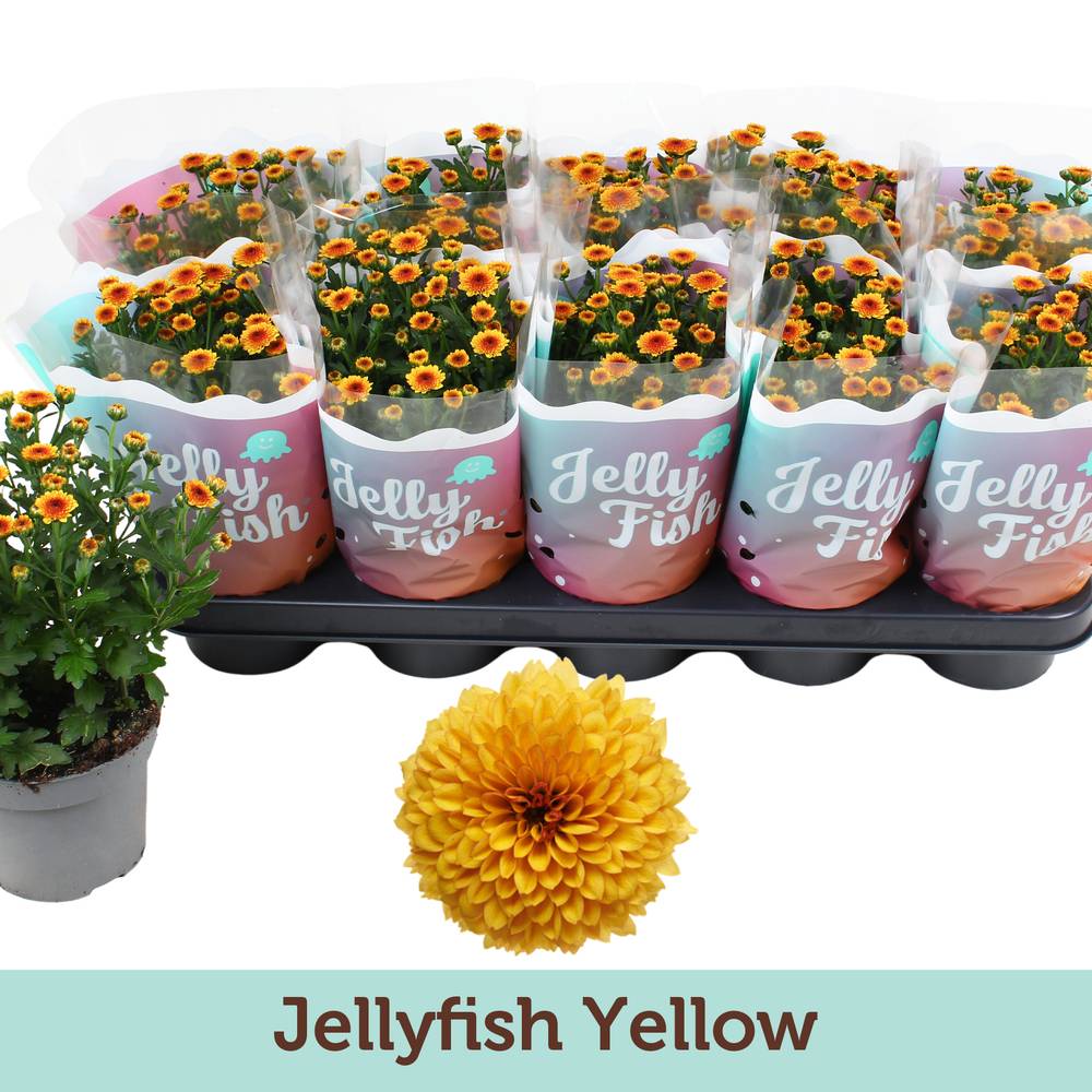 Chrys.Jellyfish gelb T12 H025