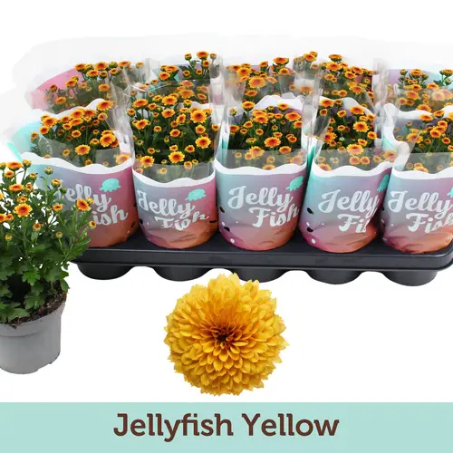 Chrys.Jellyfish gelb T12 H025