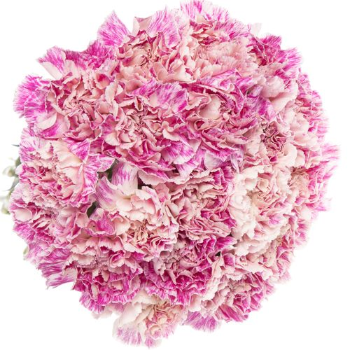 Nelke rosa Premier 70cm