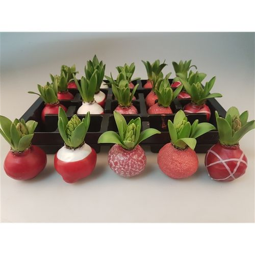 Hyac.Wachs mix rot H008