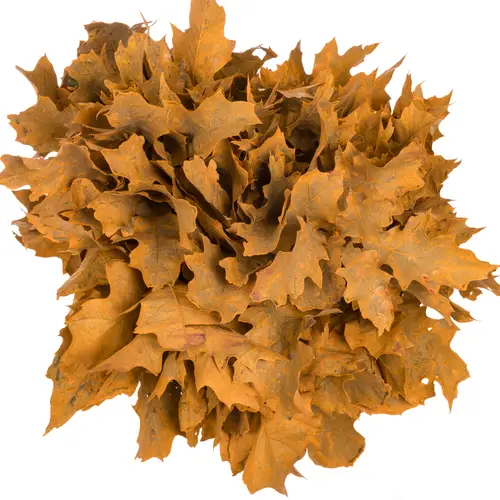 Eichenlaub orange gefärbt 80cm