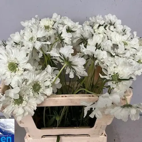 Scabiosa weiss Annabelle 55cm