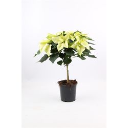 Poins.weiss Stamm T19 H70