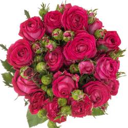 Rose verzweigt fuchsia Judy 4+Blüte 60cm