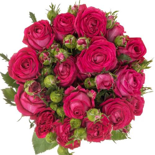 Rose verzweigt fuchsia Judy 4+Blüte 60cm