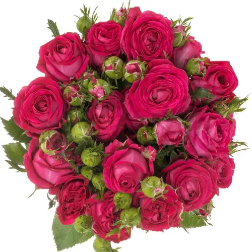 Rose verzweigt fuchsia Judy 4+Blüte 60cm