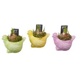 Narzis.Arr mix PTNP4497 Ostern T12 H015
