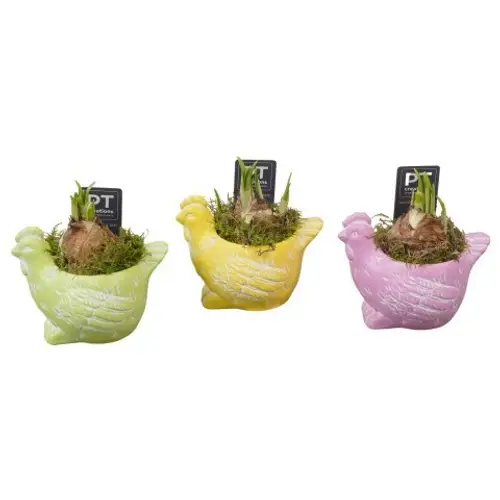 Narzis.Arr mix PTNP4497 Ostern T12 H015