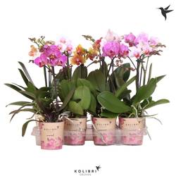 Phal.1-R mix Midi T09 H040