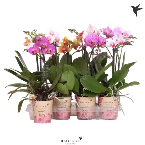 Phal.1-R mix Midi T09 H040
