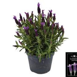 Lavendel Stoechas T15 H035