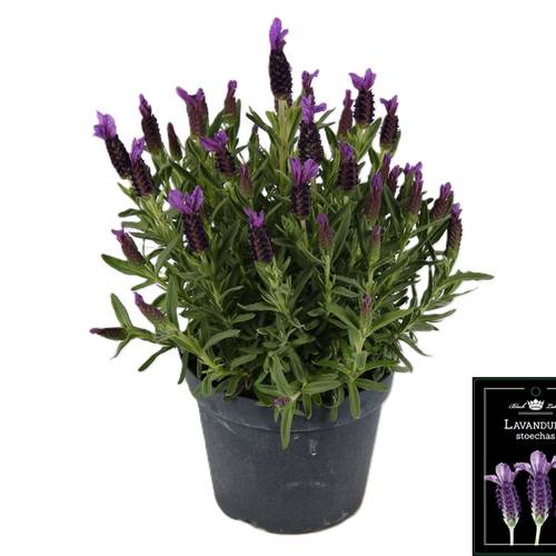 Lavendel Stoechas T15 H035