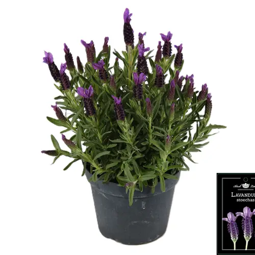 Lavendel Stoechas T15 H035