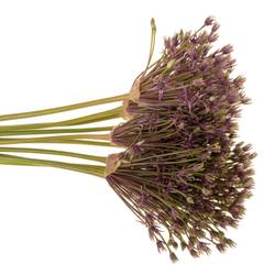 Allium dunkel lila Spider 60cm