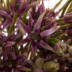 Allium dunkel lila Spider 60cm