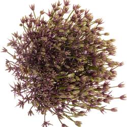 Allium dunkel lila Spider 60cm
