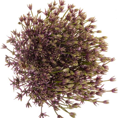Allium dunkel lila Spider 60cm