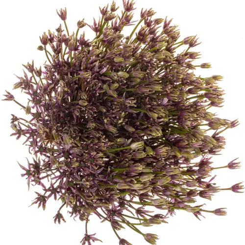 Allium dunkel lila Spider 60cm
