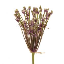 Allium dunkel lila Spider 60cm