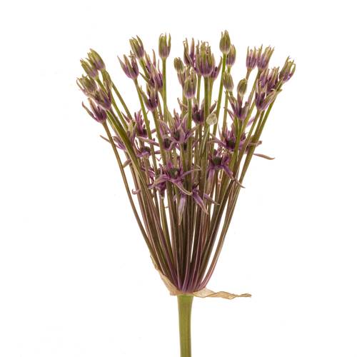 Allium dunkel lila Spider 60cm