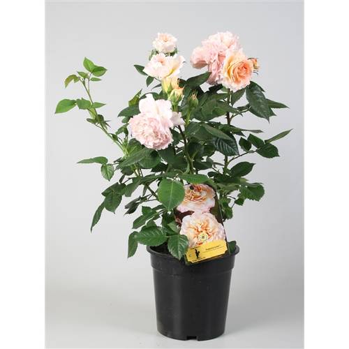 rosa Augus Louise 19 H50 Strauch