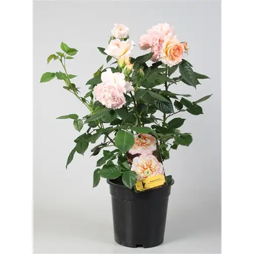 rosa Augus Louise 19 H50 Strauch