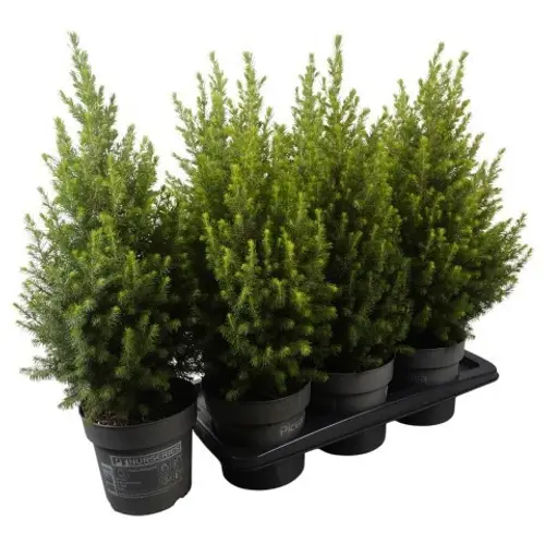 Picea Glauca Magnifique PTK258 T17 H060