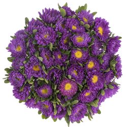 Aster blau 35cm