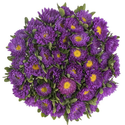 Aster blau 35cm