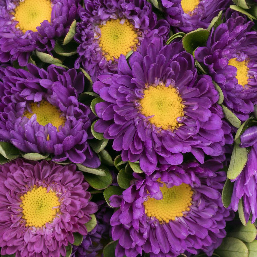 Aster blau 35cm