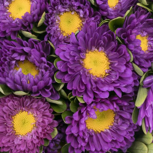 Aster blau 35cm