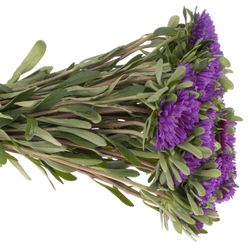 Aster blau 35cm