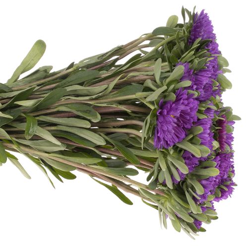 Aster blau 35cm