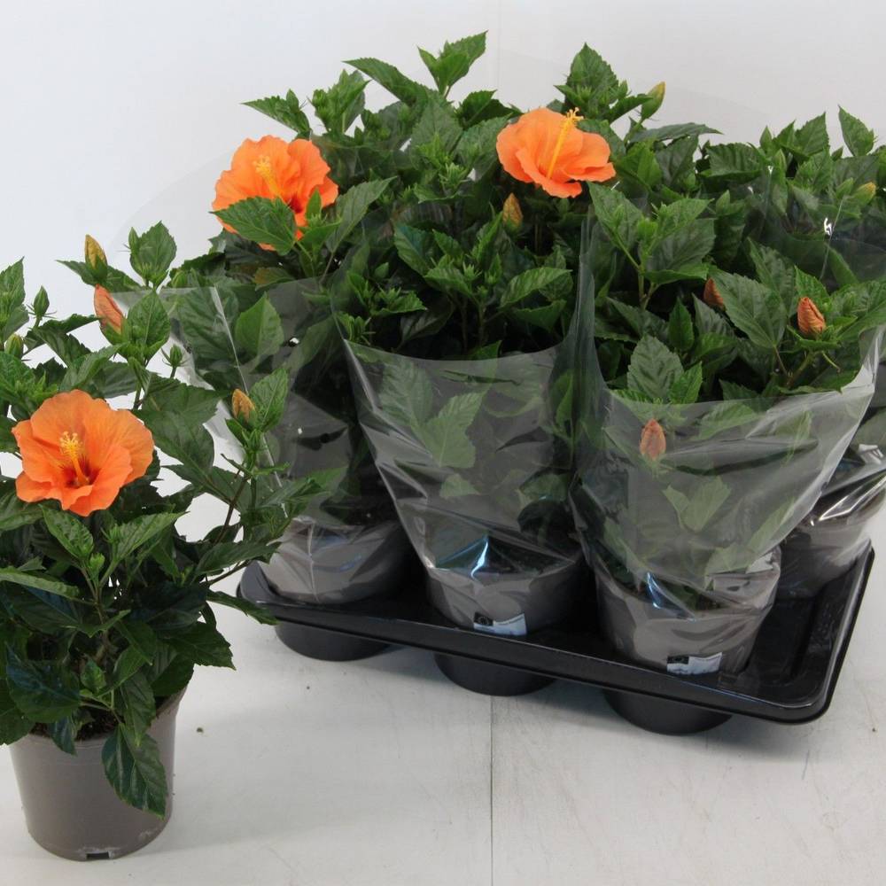 Hibiscus hell orange T17 H050