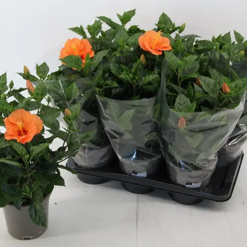 Hibiscus hell orange T17 H050
