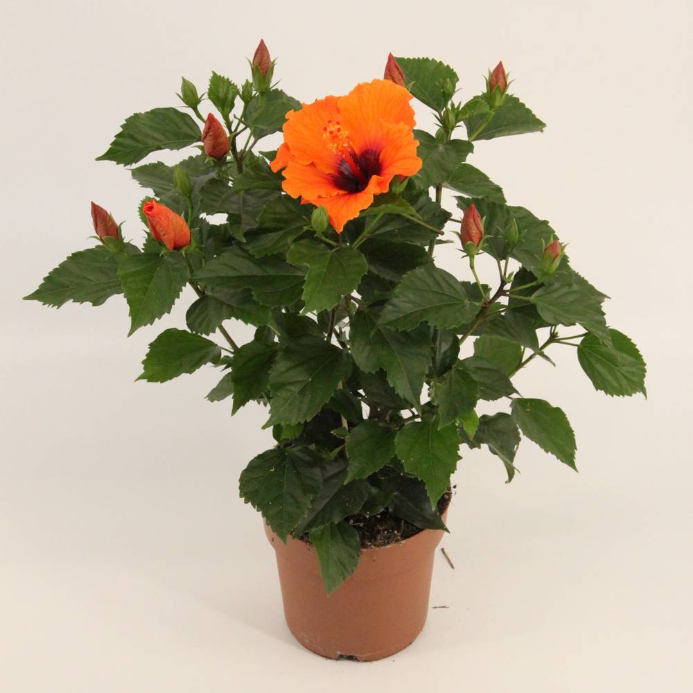 Hibiscus hell orange T17 H050