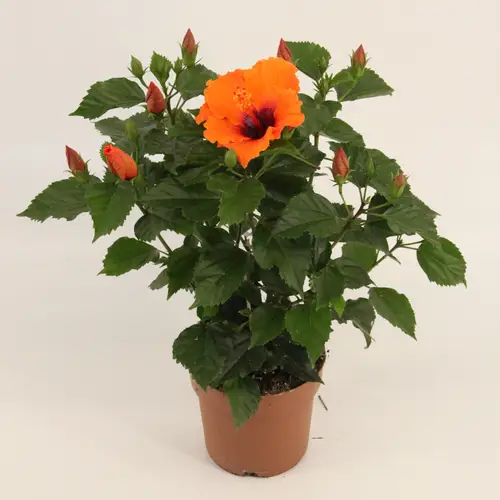 Hibiscus hell orange T17 H050