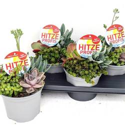 Sedum/Succ. mix Im Topf T17 H032