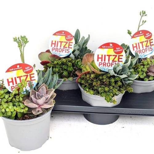 Sedum/Succ. mix Im Topf T17 H032