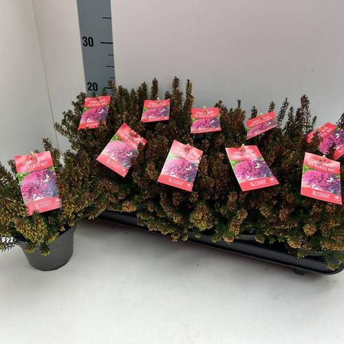 Erica Carnea rot Winter Ladies T11 H020