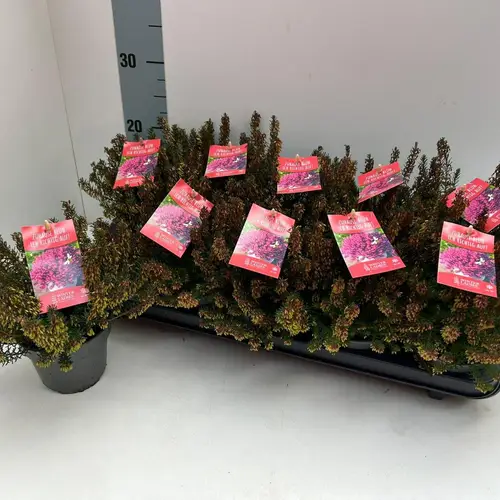 Erica Carnea rot Winter Ladies T11 H020