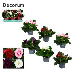 Gloxinia Sonata mix T13 H20